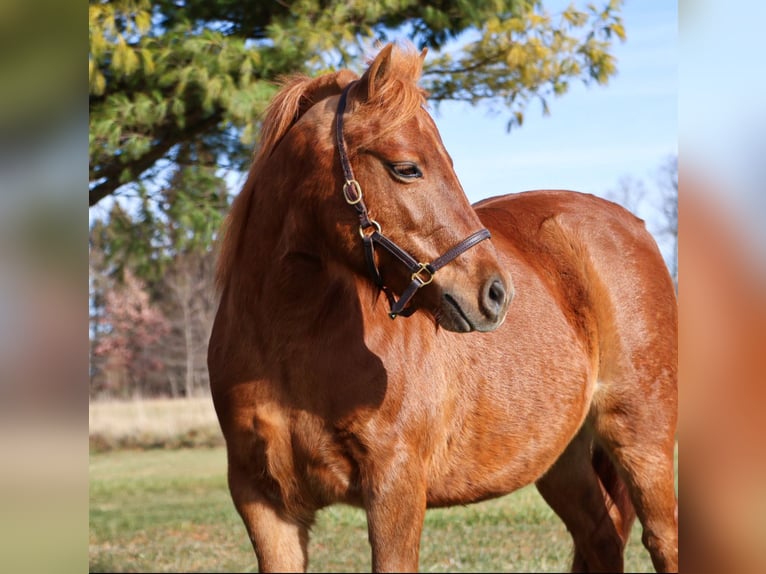 Shetland Giumenta 13 Anni 122 cm Sauro scuro in Howell