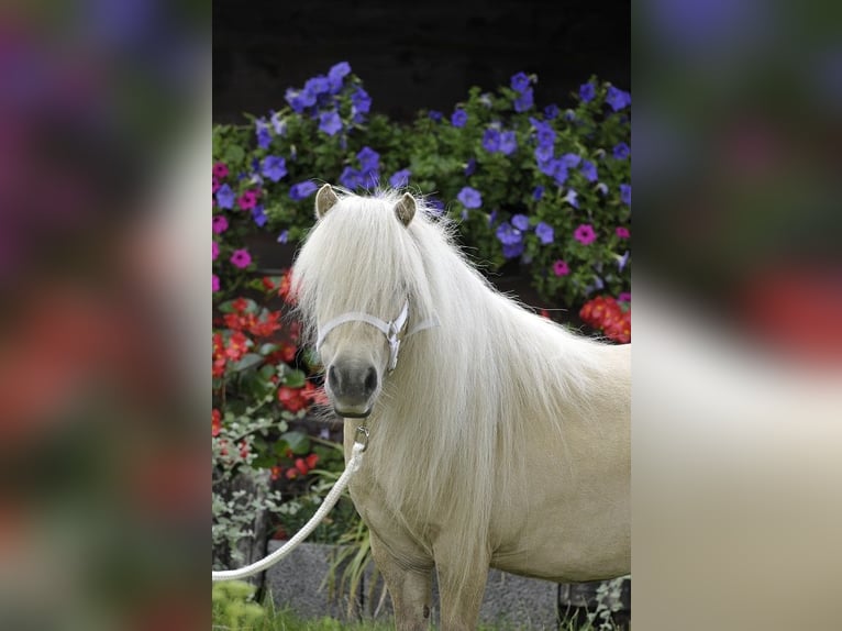 Shetland Giumenta 13 Anni 80 cm Palomino in Lodz