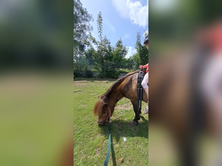 Shetland Giumenta 13 Anni 85 cm Baio in Osnabrück