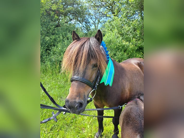 Shetland Giumenta 13 Anni 94 cm Baio ciliegia in Græsted