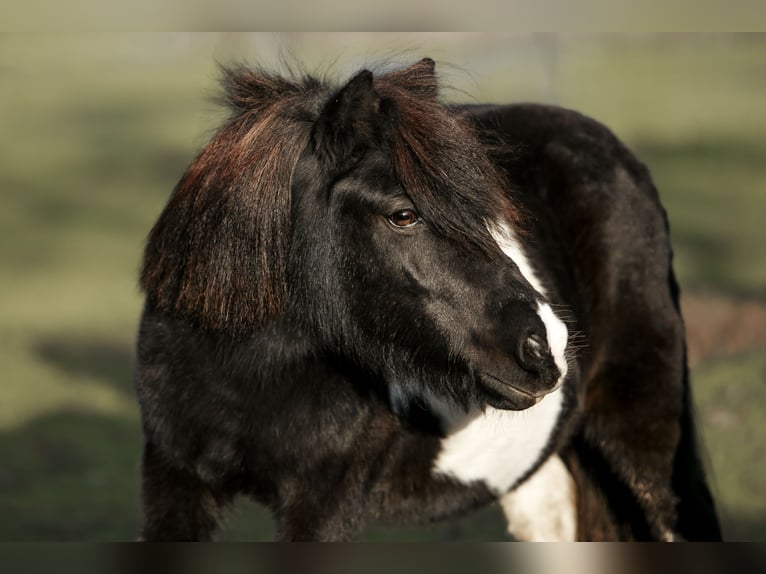 Shetland Giumenta 13 Anni 97 cm Pezzato in Junglinster