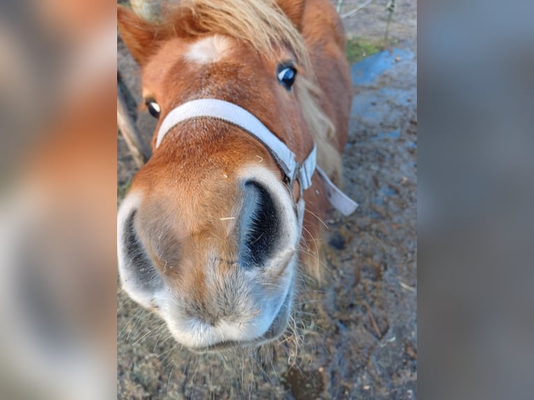 Shetland Giumenta 14 Anni 105 cm Sauro in Klein Offenseth-Sparrieshoop