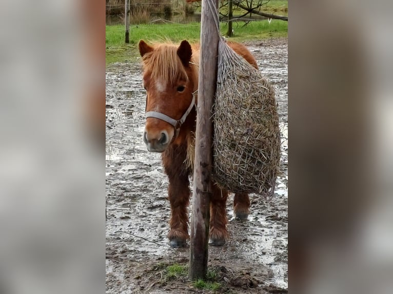 Shetland Giumenta 14 Anni 105 cm Sauro in Klein Offenseth-Sparrieshoop