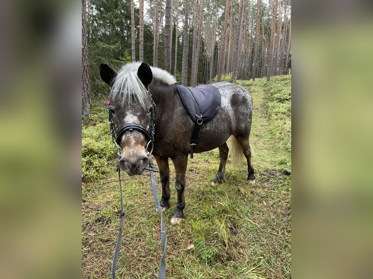 Shetland Mix Giumenta 14 Anni 113 cm  in Roßtal