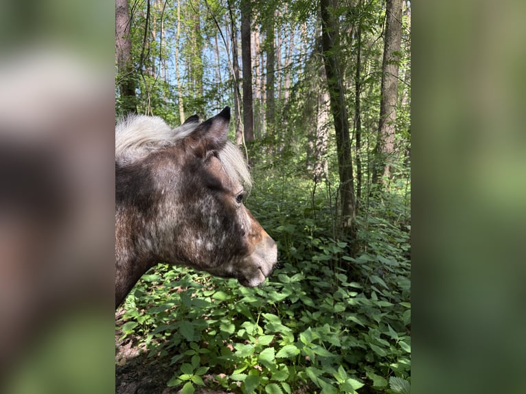 Shetland Mix Giumenta 14 Anni 113 cm  in Roßtal