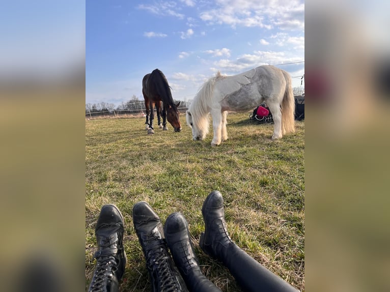 Shetland Mix Giumenta 14 Anni Grigio in Unterwaltersdorf