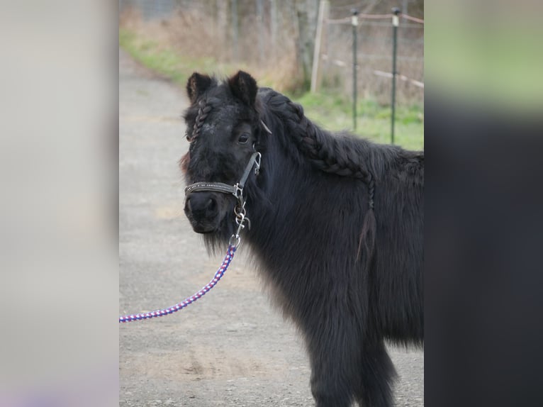 Shetland Giumenta 15 Anni 100 cm Morello in Kempen