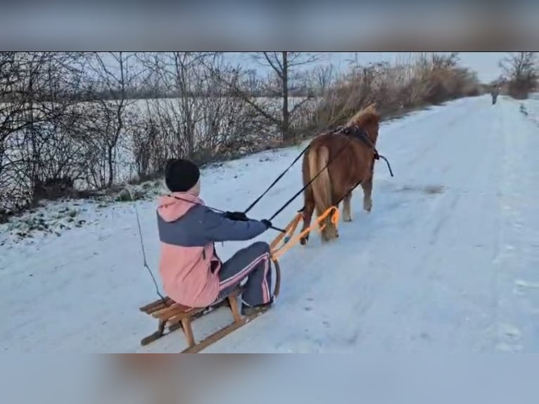 Shetland Giumenta 15 Anni 105 cm Sauro in Riesa