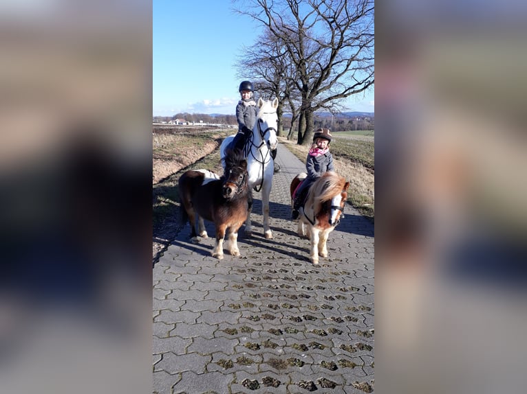 Shetland Giumenta 15 Anni 85 cm Pezzato in Oelsnitz