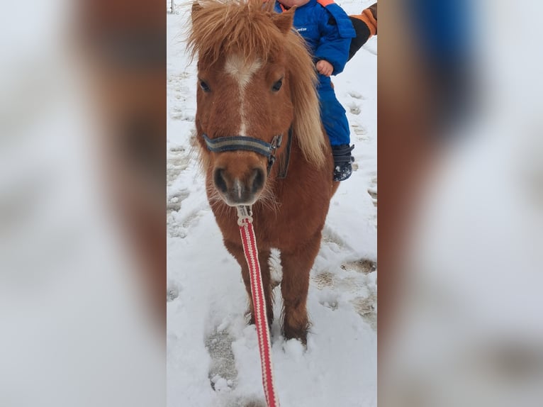 Shetland Giumenta 15 Anni 85 cm Sauro in Wolfegg