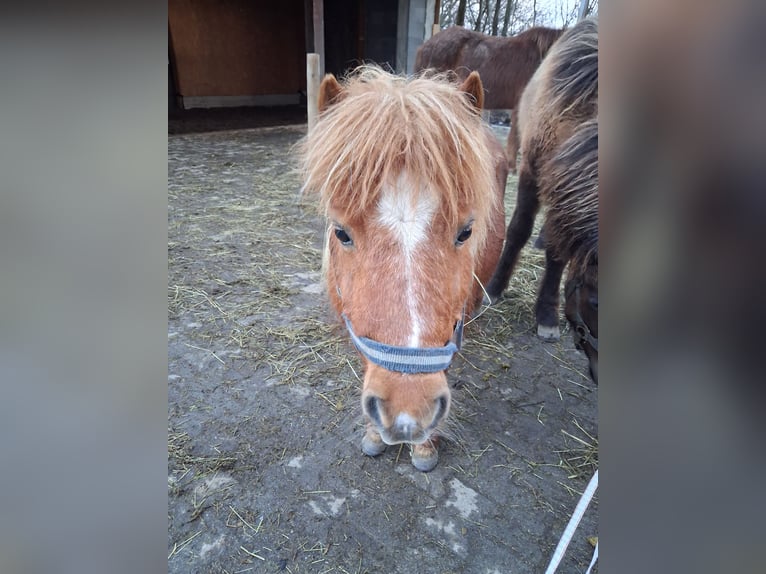 Shetland Giumenta 15 Anni 85 cm Sauro in Wolfegg