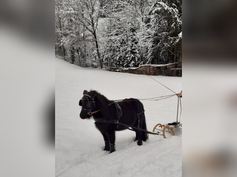 Shetland Giumenta 15 Anni 95 cm Morello in Eberstalzell