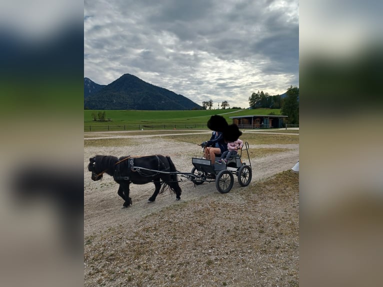 Shetland Giumenta 15 Anni 95 cm Morello in Eberstalzell