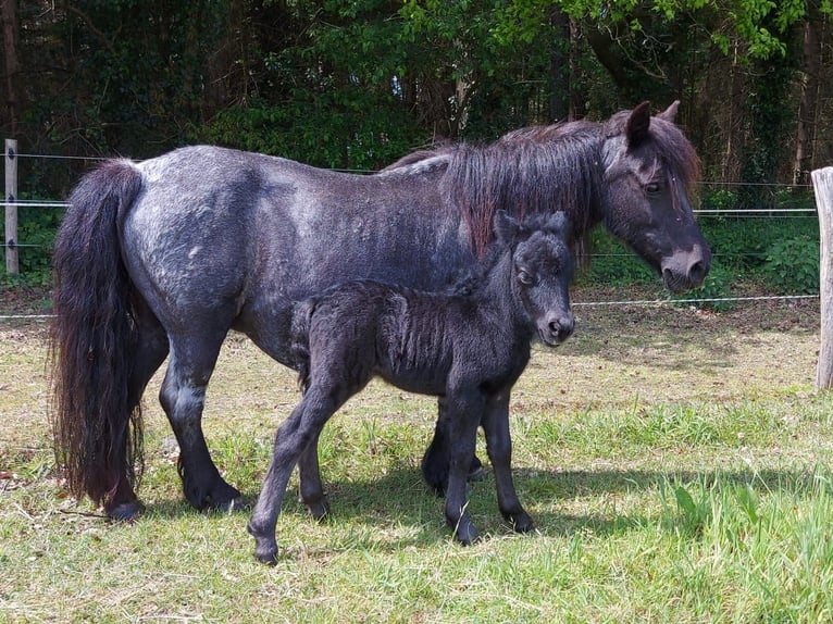 Shetland Giumenta 15 Anni 97 cm Roano blu in Eesergroen