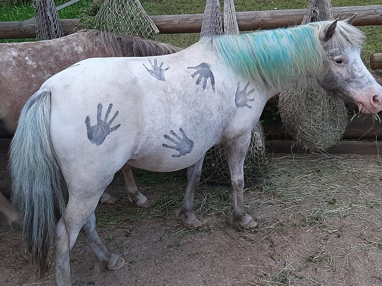 Shetland Giumenta 16 Anni 106 cm  in Emersacker
