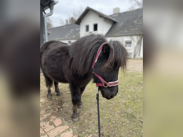 Shetland Giumenta 16 Anni 110 cm Morello in AltenmedingenAljarn