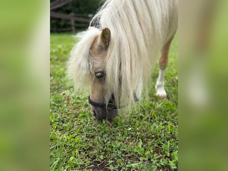 Shetland Giumenta 16 Anni  in Friedberg