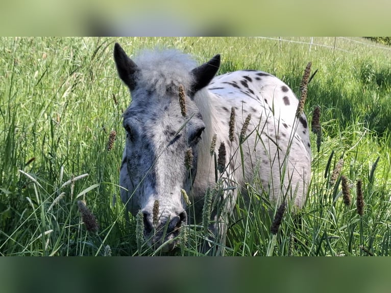 Shetland Giumenta 17 Anni 100 cm Leopard in Rimbach