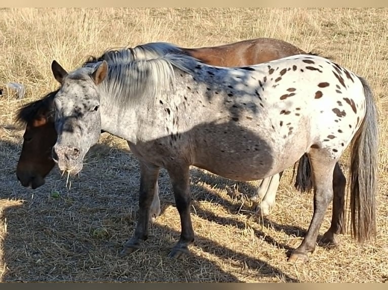 Shetland Giumenta 17 Anni 100 cm Leopard in Rimbach