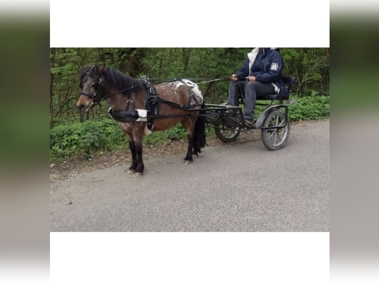 Shetland Giumenta 17 Anni 101 cm Overo-tutti i colori in Wermelskirchen