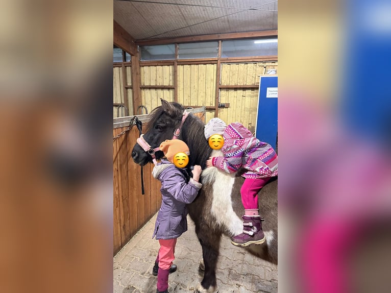 Shetland Mix Giumenta 17 Anni 110 cm Pezzato in Biberach an der Riß