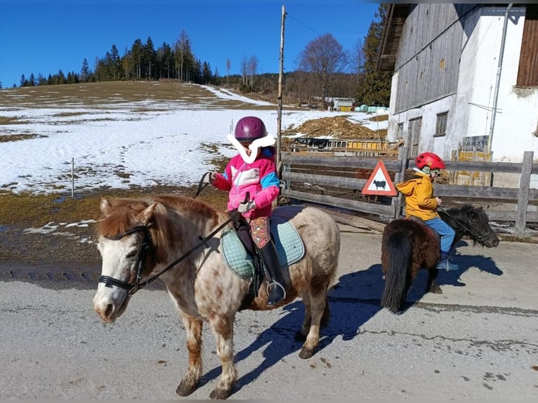 Shetland Mix Giumenta 17 Anni 112 cm  in Fischbach