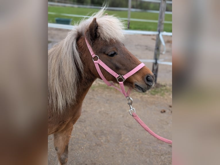 Shetland Giumenta 17 Anni Sauro in Königswinter