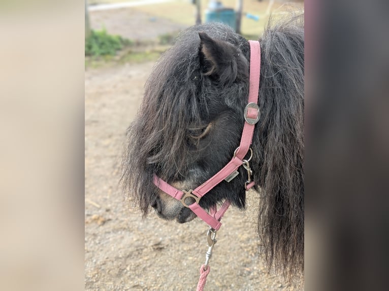 Shetland Giumenta 17 Anni Sauro in Königswinter