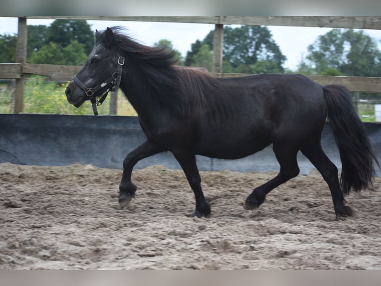 Shetland Giumenta 18 Anni 101 cm Morello in Achtmaal