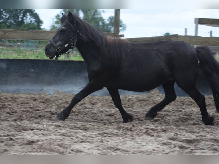 Shetland Giumenta 18 Anni 101 cm Morello in Achtmaal