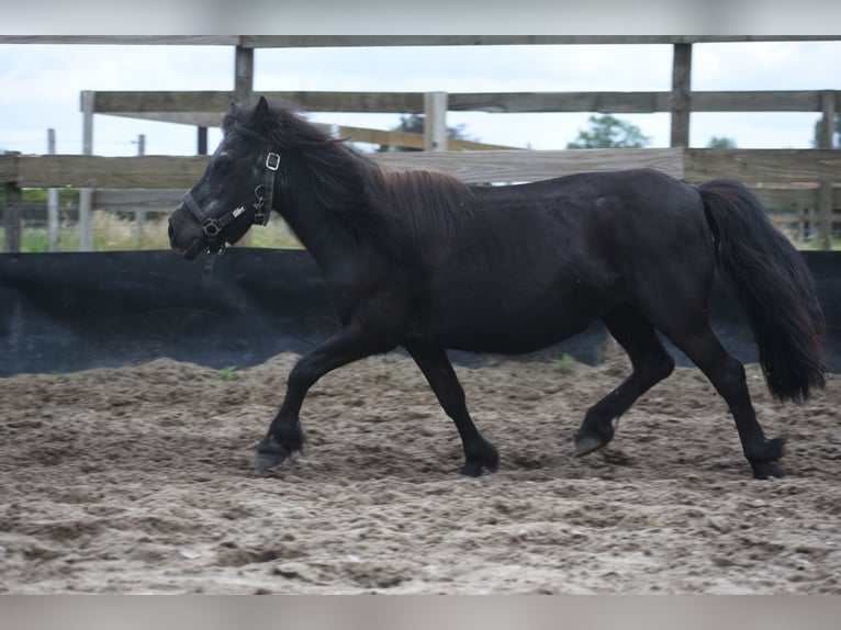 Shetland Giumenta 18 Anni 101 cm Morello in Achtmaal