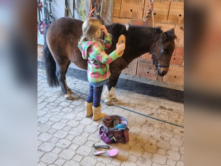 Shetland Giumenta 18 Anni 110 cm Pezzato in Gleichen