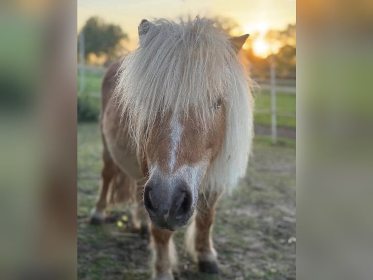 Shetland Giumenta 18 Anni 85 cm Champagne in RhedeRhede