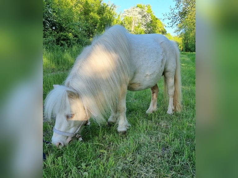 Shetland Giumenta 18 Anni Cremello in Eisenach
