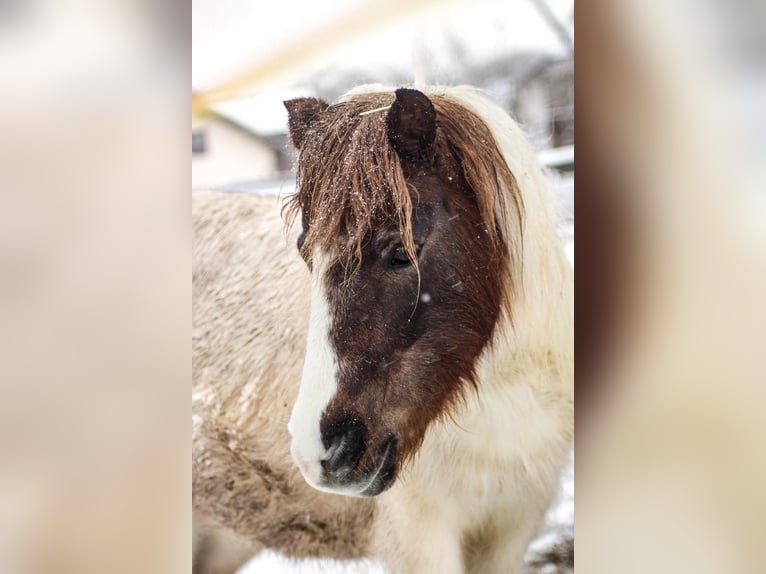 Shetland Giumenta 19 Anni 105 cm Pezzato in Dautphetal