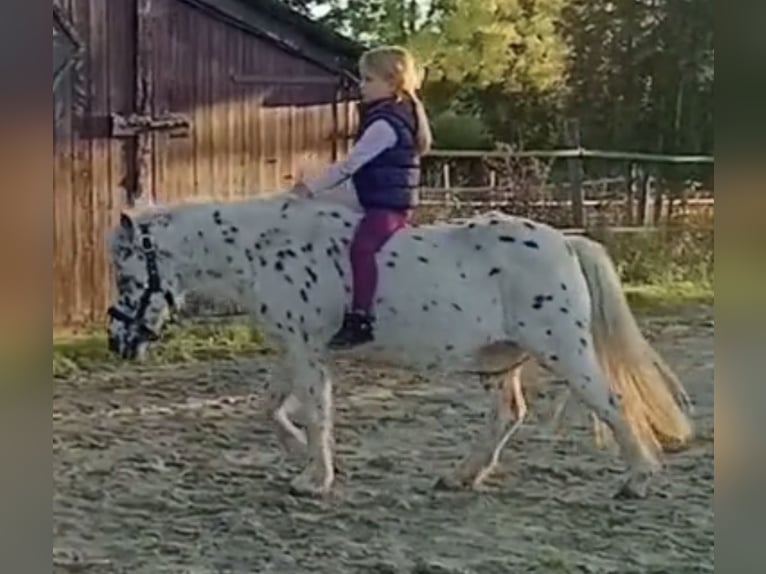 Shetland Mix Giumenta 19 Anni 113 cm Leopard in Ennigerloh