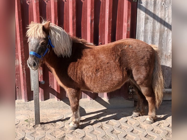 Shetland Giumenta 19 Anni 88 cm Sauro in Bleckede