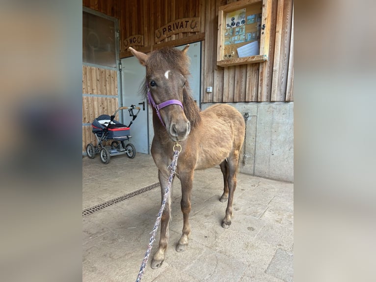 Shetland Mix Giumenta 1 Anno 100 cm Baio scuro in Sexten