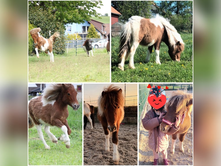 Shetland Giumenta 1 Anno 103 cm Pezzato in Göttingen