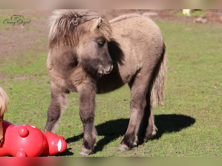 Shetland Giumenta 1 Anno 104 cm Falbo in Gardelegen