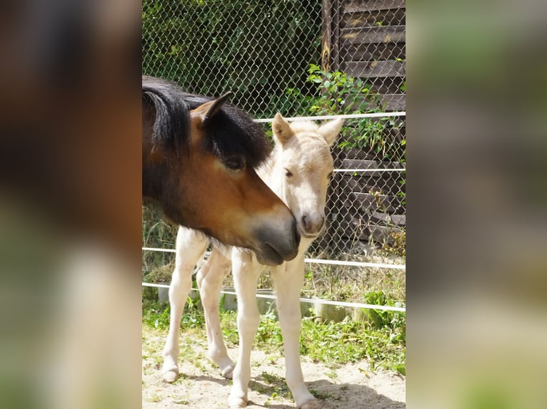 Shetland Giumenta 1 Anno 105 cm Palomino in Ebersbach