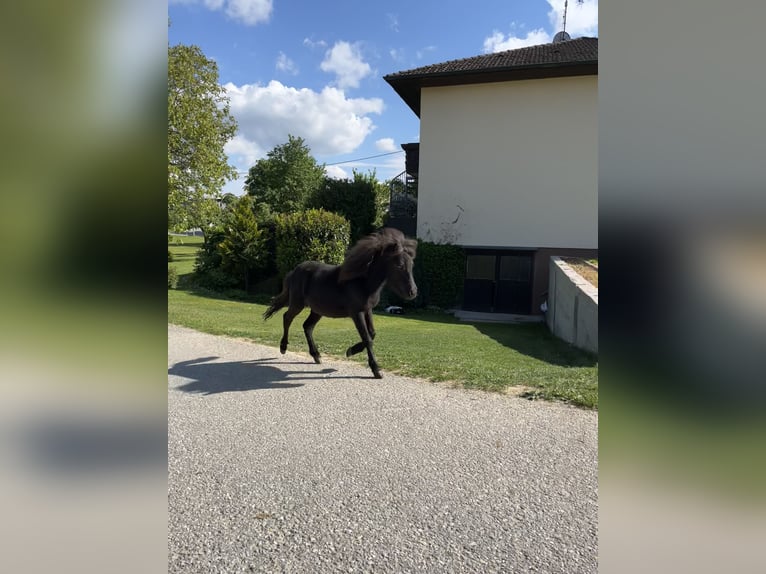 Shetland Giumenta 1 Anno 80 cm  in Waizenkirchen