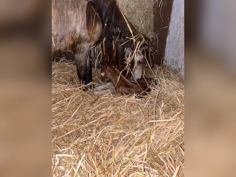 Shetland Giumenta 1 Anno 84 cm Palomino in Gouderak