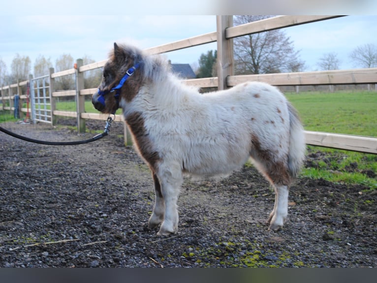 Shetland Giumenta 1 Anno 90 cm Morello in Ophemert