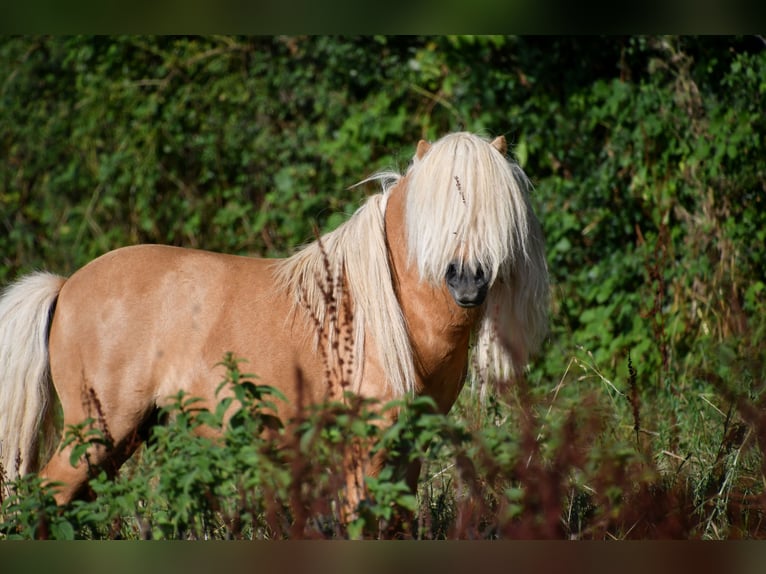 Shetland Giumenta 1 Anno 90 cm Palomino in POUILLY LES FEURS