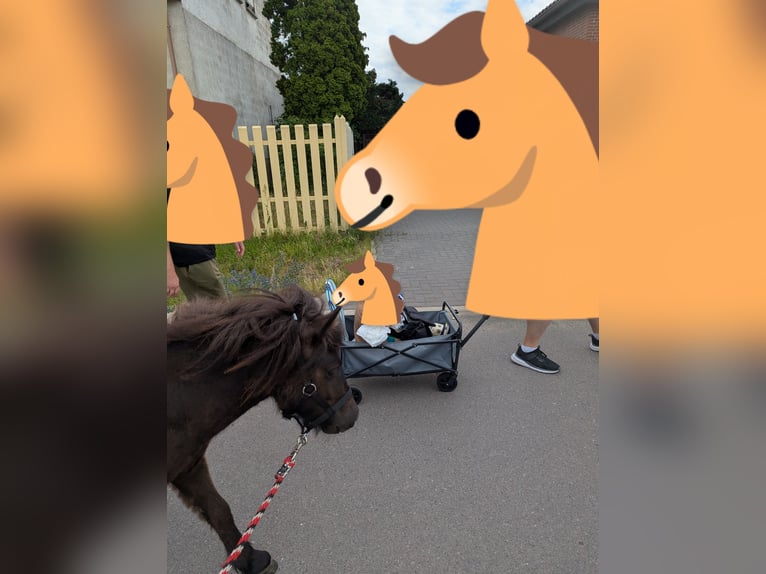 Shetland Giumenta 1 Anno 97 cm Baio scuro in Burg