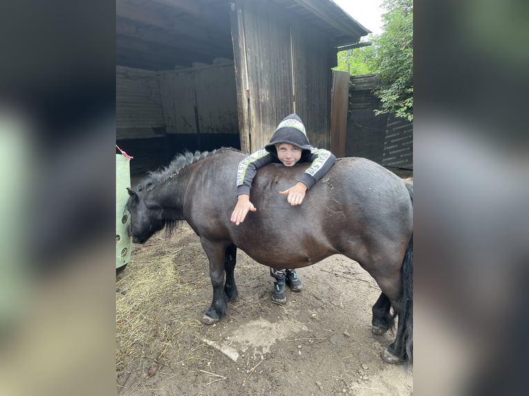 Shetland Giumenta 20 Anni 110 cm Morello in HanauHanau