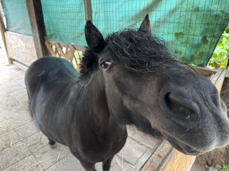 Shetland Giumenta 20 Anni 110 cm Morello in HanauHanau