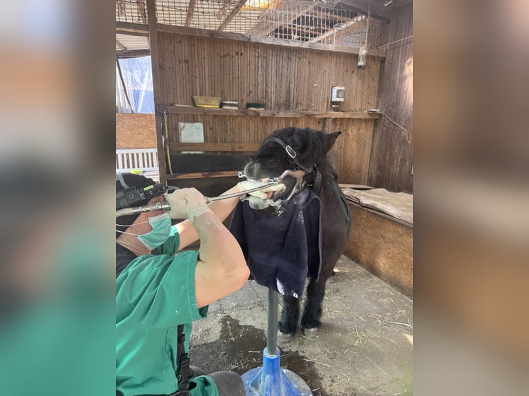 Shetland Giumenta 20 Anni 110 cm Morello in HanauHanau