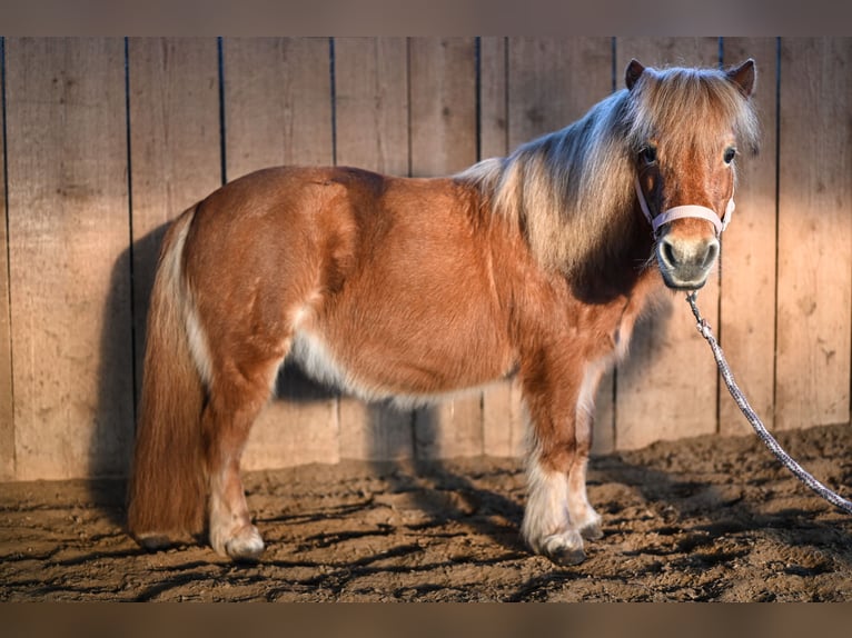 Shetland Giumenta 21 Anni 105 cm Sauro in Leinburg